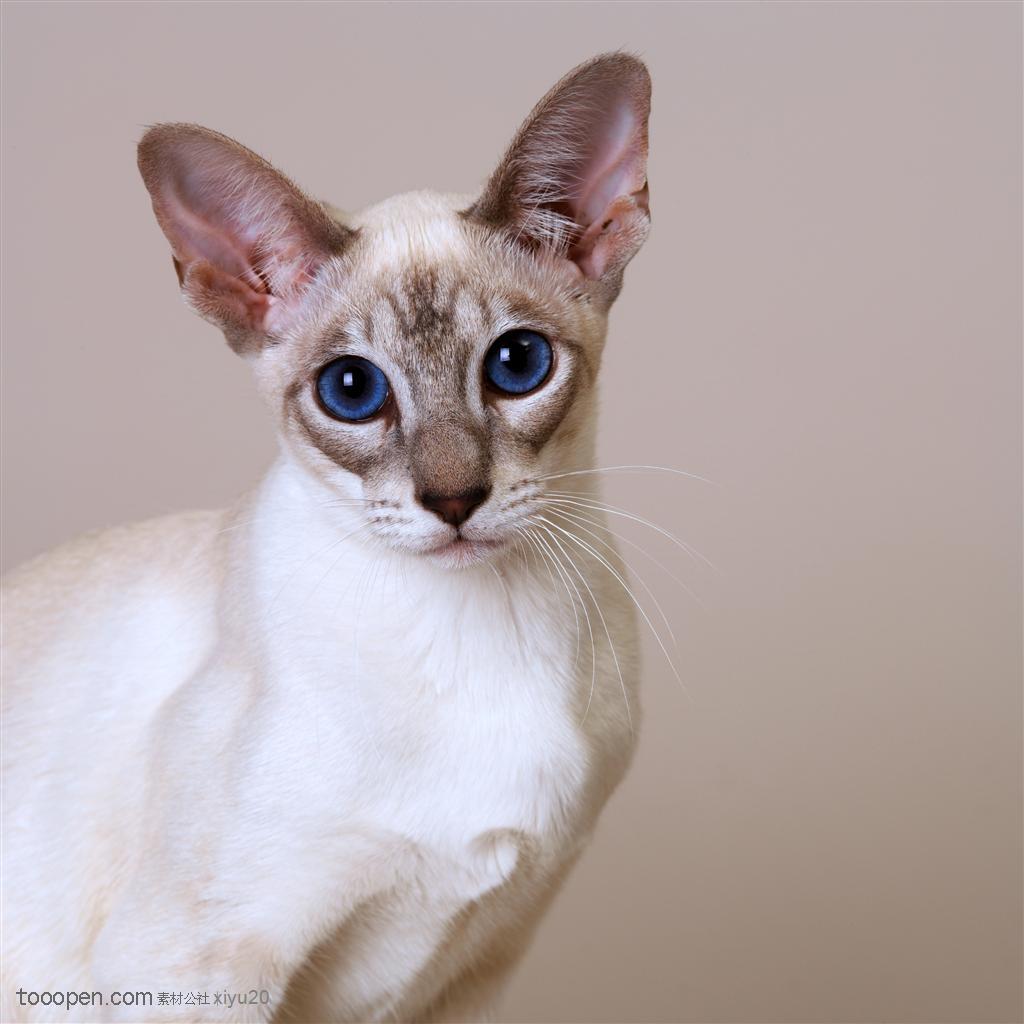 宠物世家-漂亮的蓝色眼睛猫咪