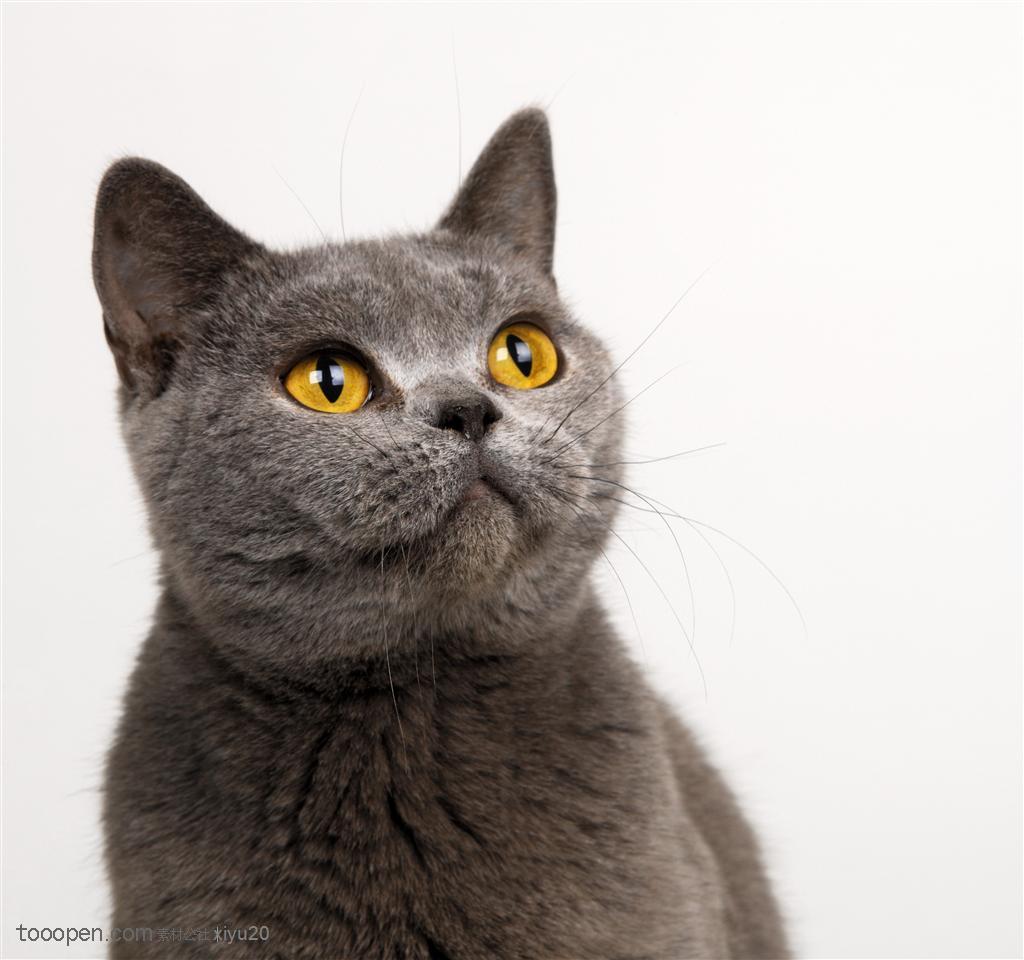 灰色可爱猫咪桌面壁纸-壁纸图片大全