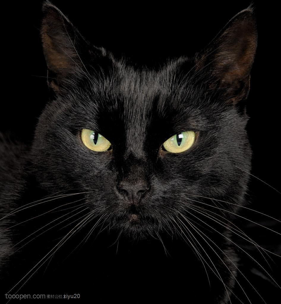 宠物世家-小黑猫的头部特写
