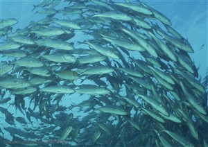 海底生物-海底成群结队的鱼游在一起