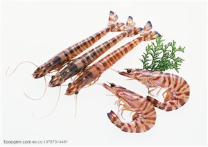 海洋生物-三个笔直的和两只弯曲的条纹基围虾