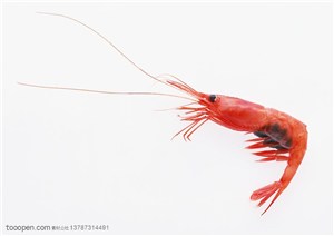 海洋生物-一只弯曲的红色虾子特写