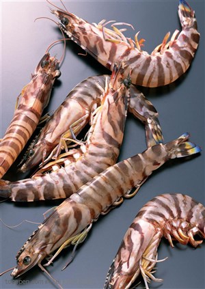 海底生物-摆放在一起的新鲜基围虾