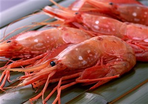 海底生物-竹片上的红色大虾子特写