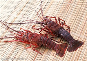 海洋生物-放在竹编条上的两只大龙虾