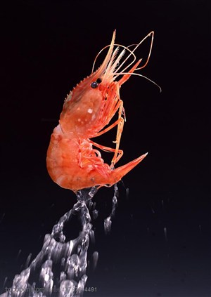 海底生物-从水里跳出来的红色大虾子特写