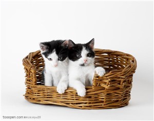宠物世家-篮子中的小花猫