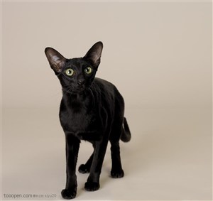 宠物世家-一只黑色的猫咪