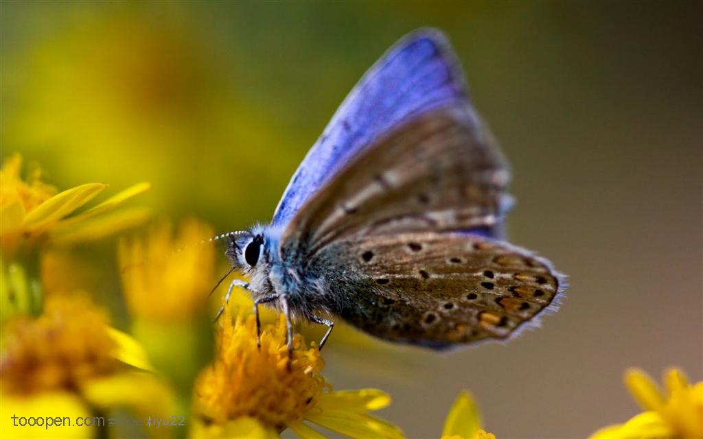 昆虫世界-浅蓝色的蝴蝶