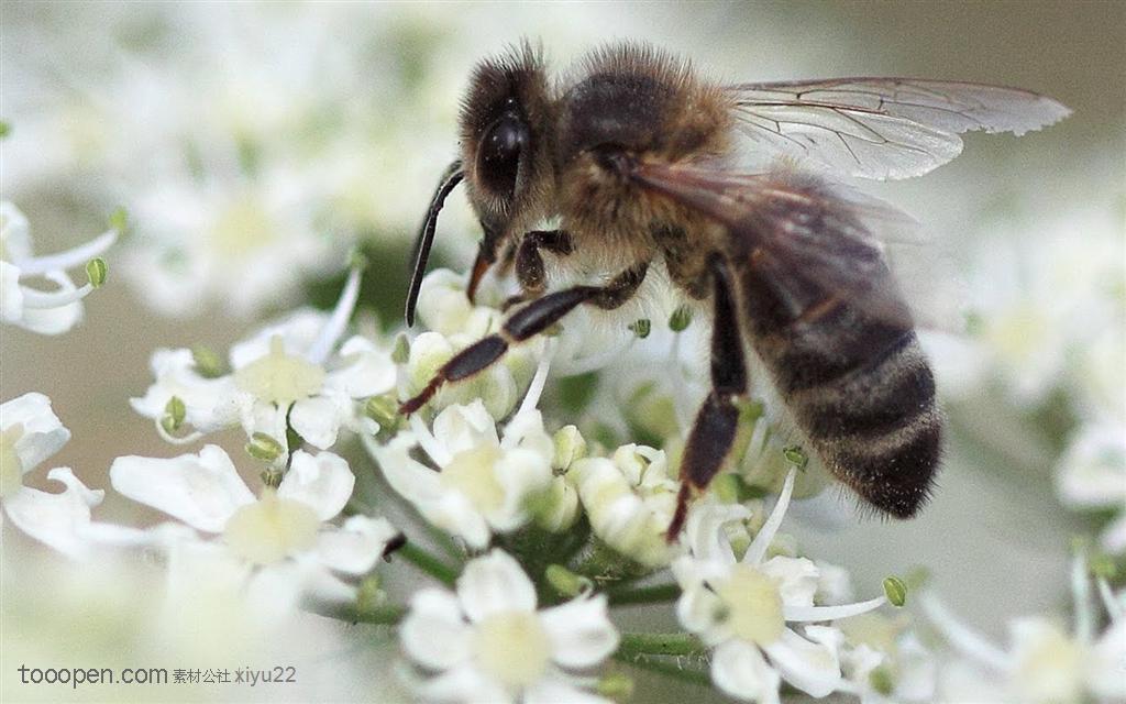 昆虫世界-白色花朵上的蜜蜂