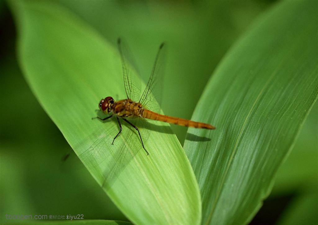 昆虫世界-叶子上的蜻蜓