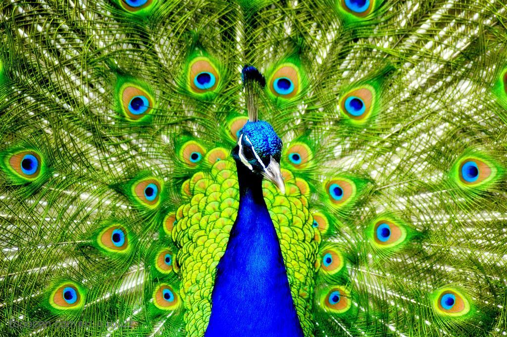 野生世界-漂亮的彩色孔雀鸟图片