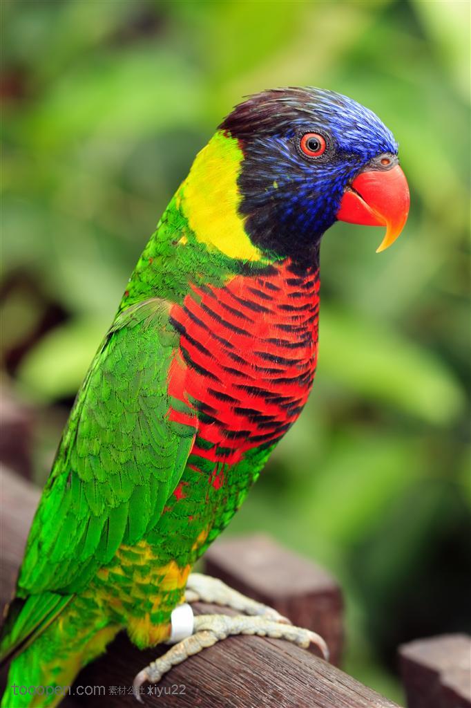 野生世界-树干上的彩色鹦鹉