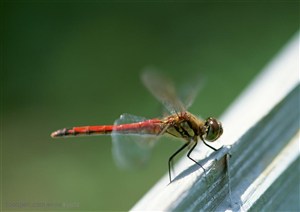 昆虫世界-木杆上的蜻蜓