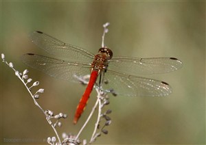 昆虫世界-枝头的漂亮蜻蜓