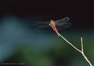 昆虫世界-枝头的蜻蜓