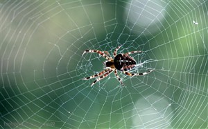昆虫世界-蛛网上的漂亮蜘蛛
