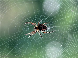 昆虫世界-蛛网上的蜘蛛