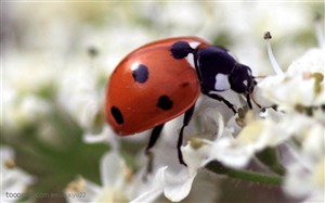 昆虫世界-漂亮的七星瓢虫
