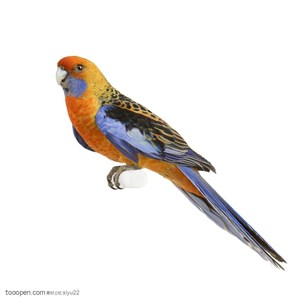 野生世界-橙色的漂亮鹦鹉