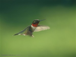 野生世界-飞翔的小水鸟