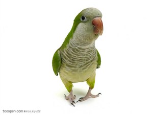 野生世界-绿色的小鹦鹉