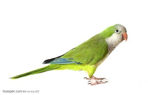 野生世界-绿色的小鹦鹉侧面