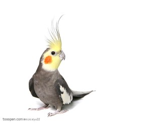 野生世界-小巧的鹦鹉