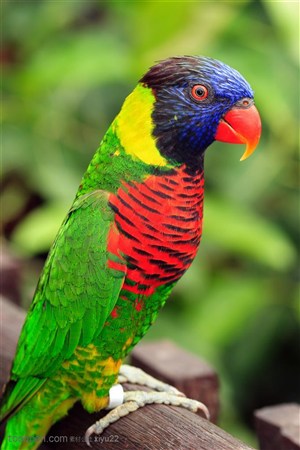 野生世界-树干上的彩色鹦鹉