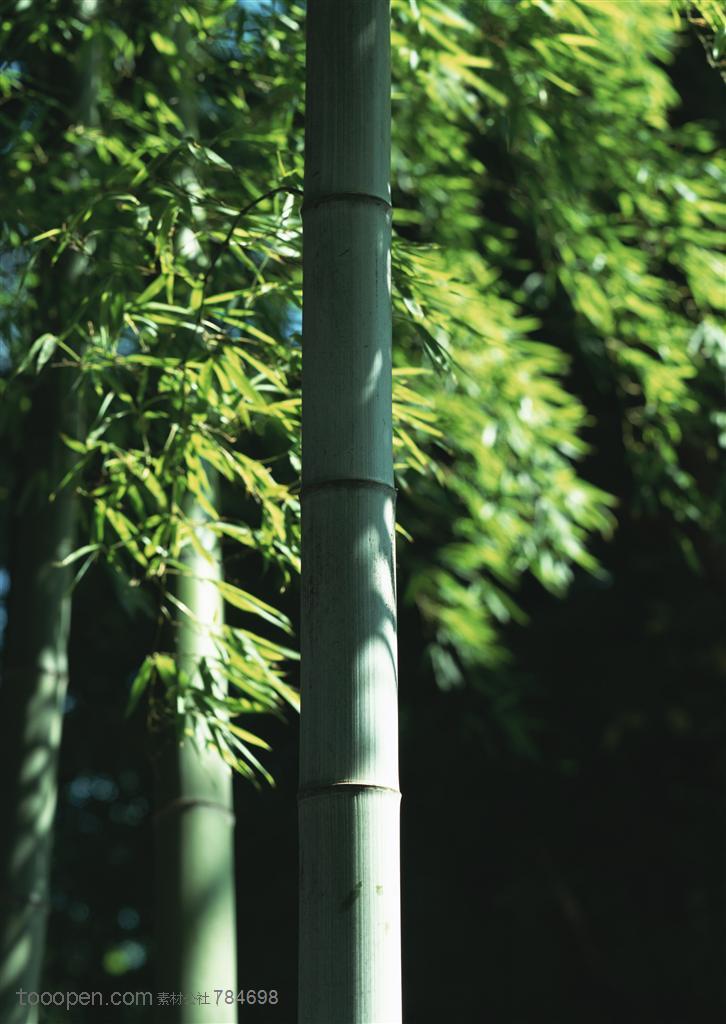 竹海-阳光照耀下的斑斑竹影