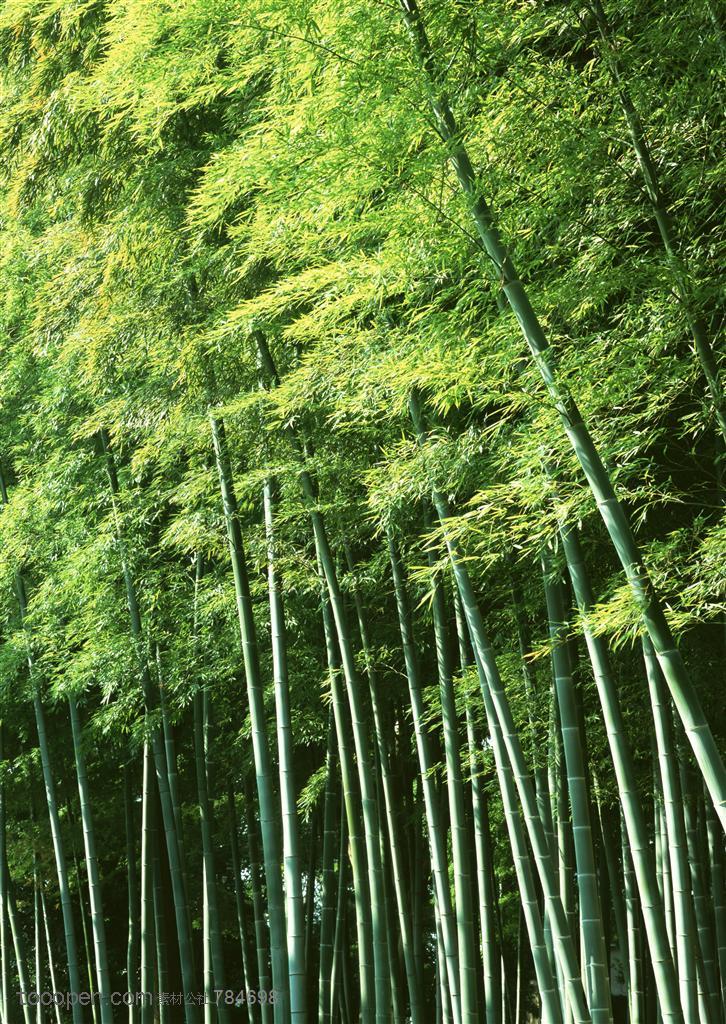 竹海-仰视春天里的新竹子
