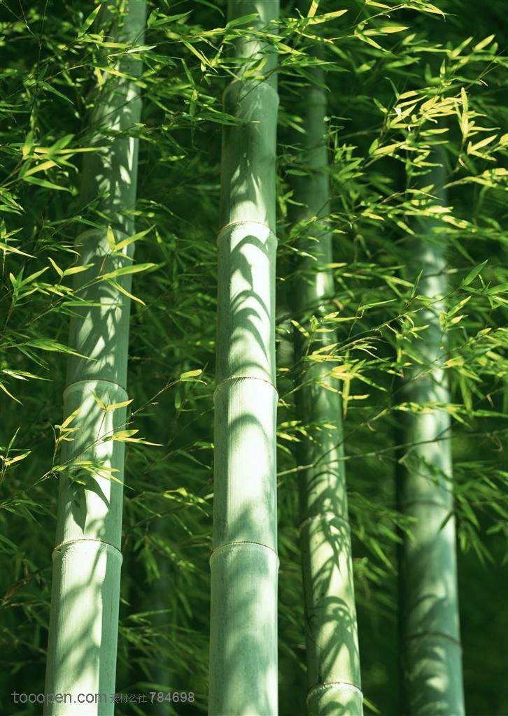 竹海-笔直的竹竿和竹叶摇曳在风中