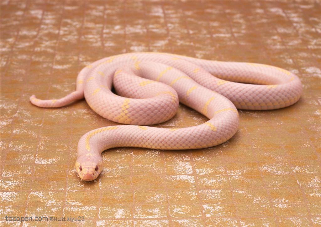 野生世界-爬行的白色蛇