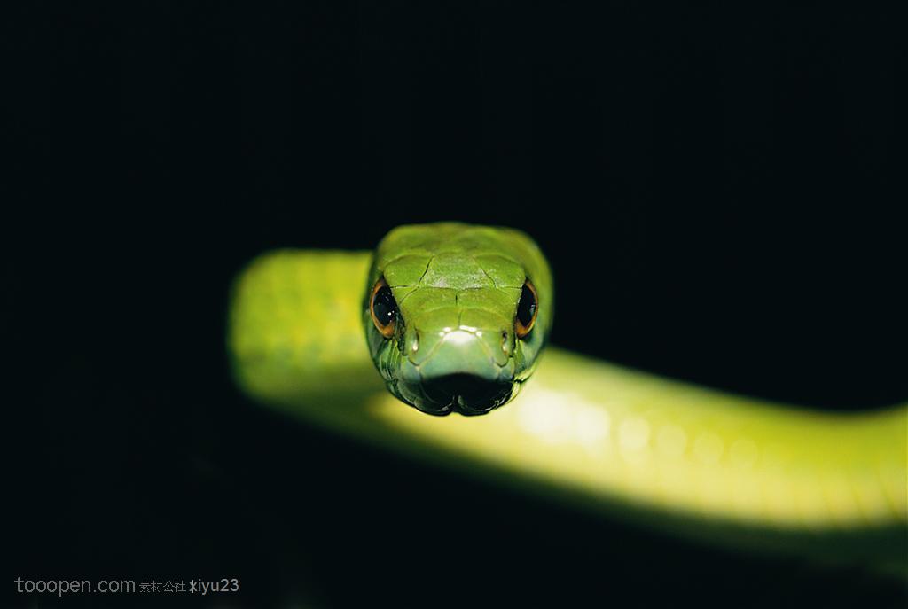 野生世界-漂亮的绿色蛇素材