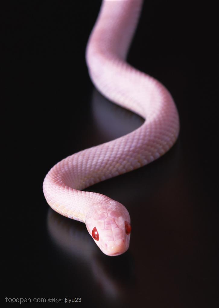 野生世界-浅紫色的小蛇