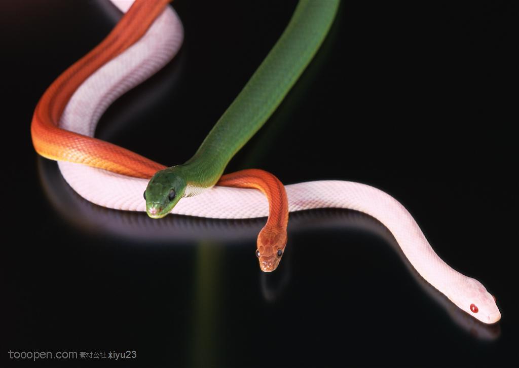 野生世界-三条彩色的蛇