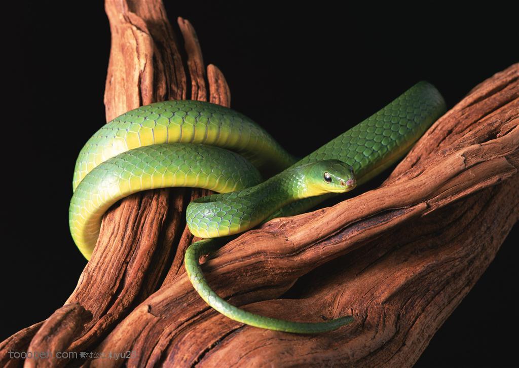 野生世界-树干上的绿色蛇