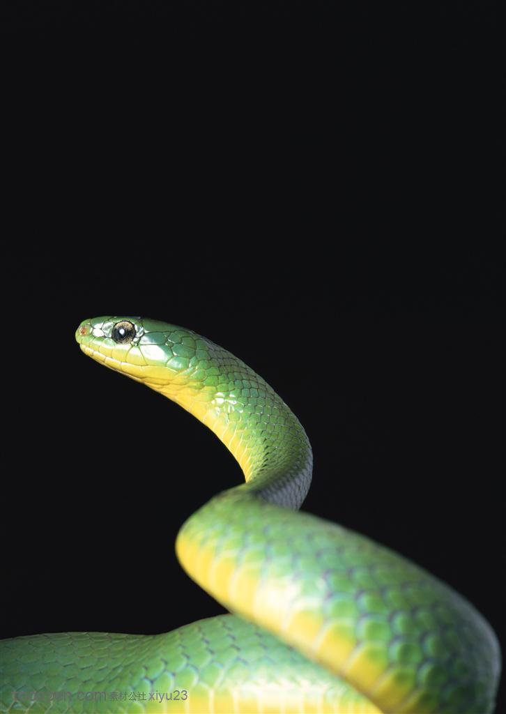 野生世界-抬头的绿色小蛇