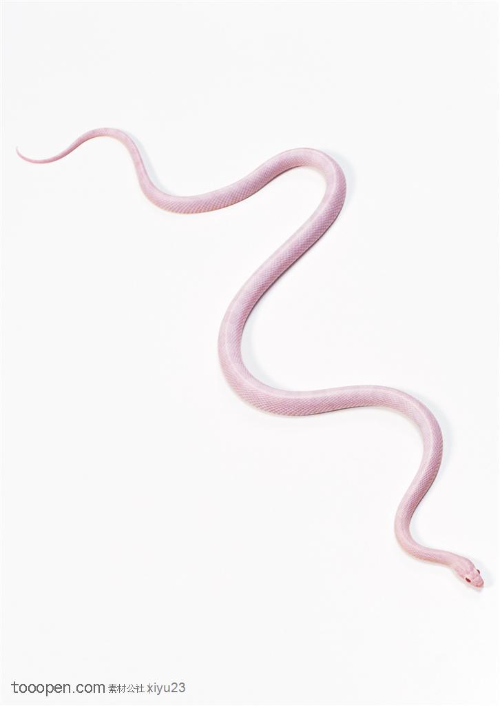 野生世界-弯曲的白色蛇