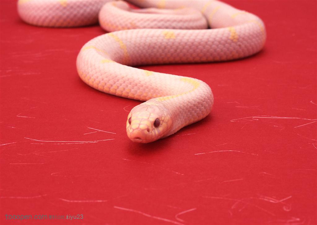 野生世界-弯曲的红色蛇