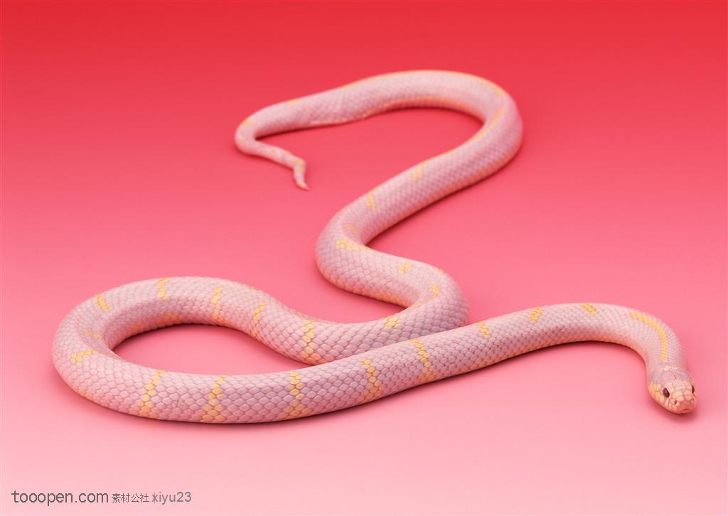 野生世界-弯曲的蛇