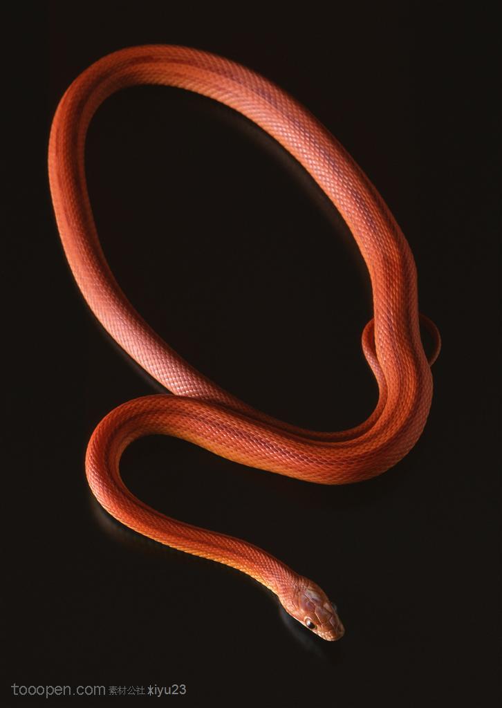 野生世界-弯曲的褐色蛇