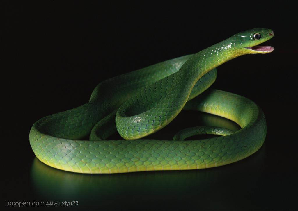 野生世界-张嘴的绿色蛇