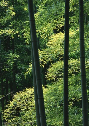 竹海-竹竿前嫩绿的竹叶