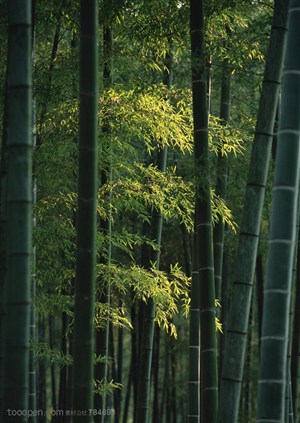 竹海-在竹海中被阳光照耀的竹叶