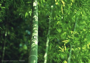 竹海-阳光照在竹叶上在竹竿上映出斑驳的影子