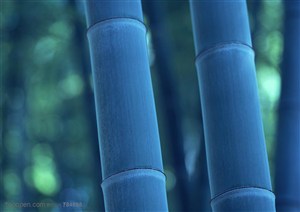 竹海--清晨天蒙蒙亮的竹竿特写