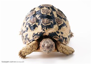 野生世界- 圆形的乌龟