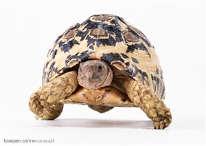 野生世界-弓起背的褐色乌龟