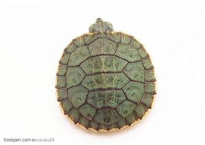 野生世界-绿色的小龟壳